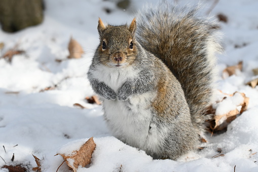 Grey squirrel in winter