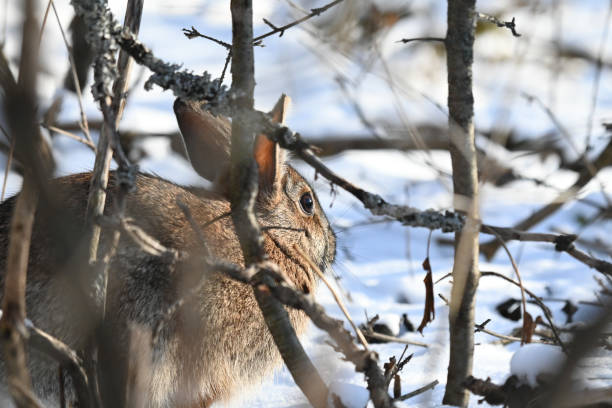 istock Brown rabbit in the winter looking for food 1193214713