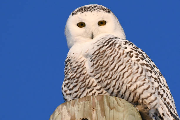 istock Female snowy owl on a post in winter 1193214755
