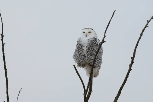 istock Female snowy owl on a post in winter 1193214766