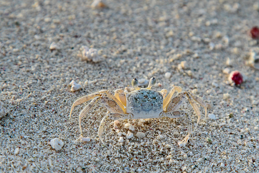 Atlantic ghost crab [ocypode quadrata] stands motionless on the beach.