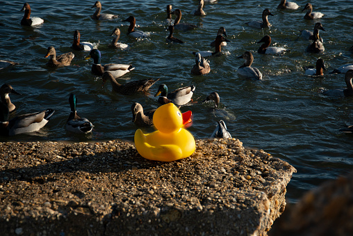 Yellow rubber ducky on rock in front of a flock of ducks