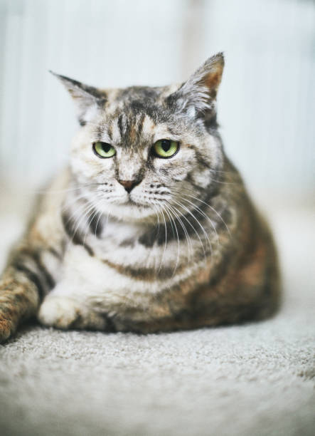 istock Tabby adult cat relaxing on carpet 1193218279