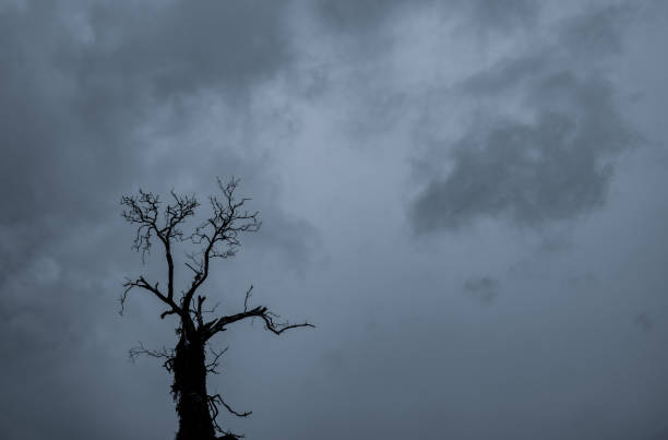 A bare walnut tree symbolically grows high toward the sky.