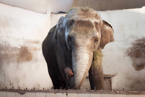 istock Big old Asian elephant at the zoo cage. 1193225817