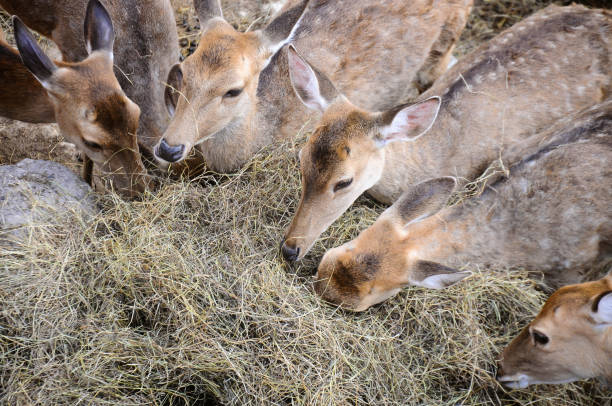 istock Close up of young deer eating hay 1193226908