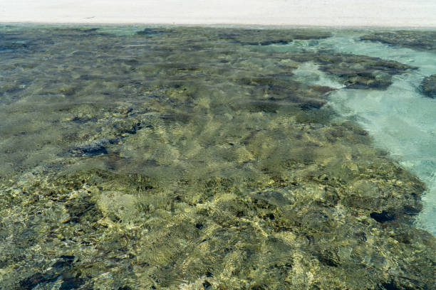 istock Lady Elliot Island shoreline Great Barrier Reef, Australia 1193226964