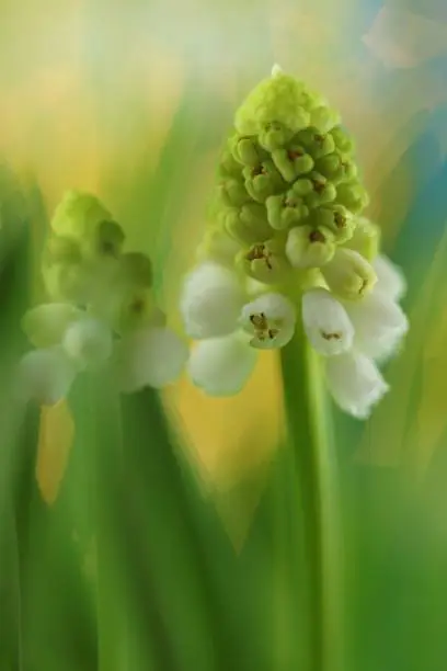 Spring flowers.Muscari white flowers. grape hyacinth white flowers close-up with dew drops on a light green background. Delicate floral green white background.