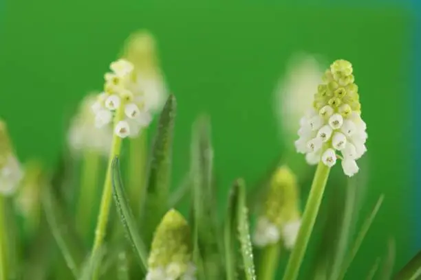 Spring flowers.Muscari white flowers. grape hyacinth white flowers with dew drops on a light green background. Delicate floral green-white background.