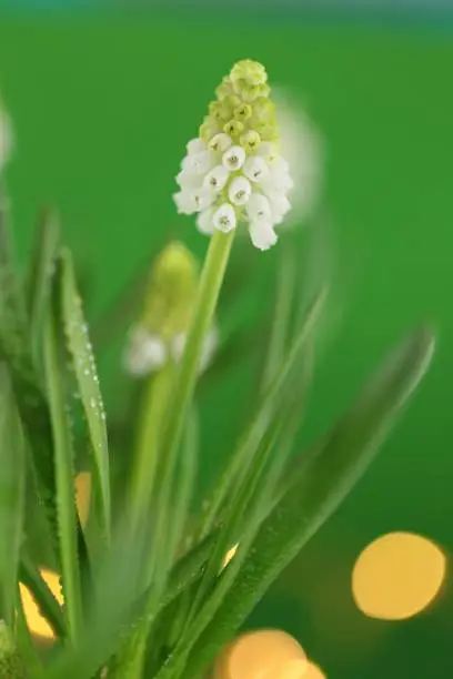 Spring flowers.Muscari white flowers. grape hyacinth white flowers close-up with dew drops on a green background. Delicate floral green-white background.