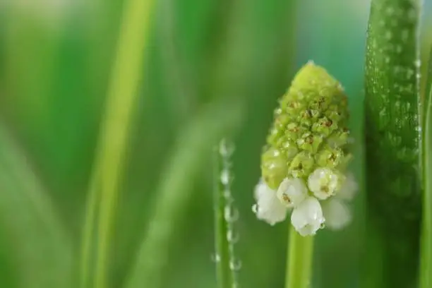 Spring flowers.Muscari white flowers. grape hyacinth flowers close-up with dew drops on a light green background. Delicate floral green-white background.