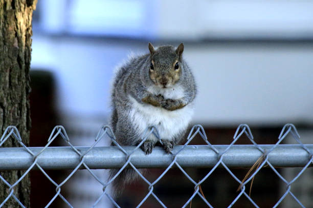 Fat Squirrel at Kent, Ohio, USA