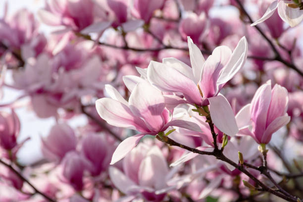 istock pink blossom of magnolia tree 1193231023