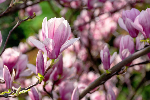 flor rosa de árbol de magnolia - tree magnolia vibrant color close up fotografías e imágenes de stock