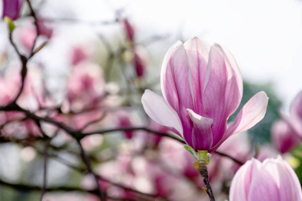 istock pink blossom of magnolia tree 1193231046