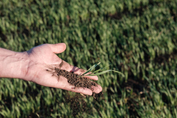 istock with their fingertips falls soils and a plant down 1193232288