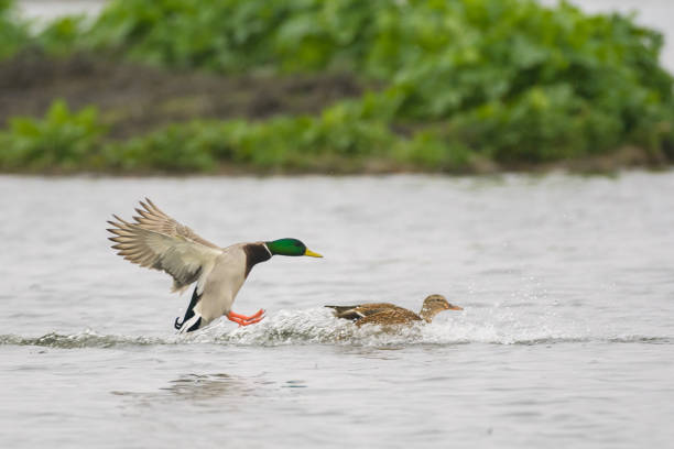 istock Mallards landing on lake water 1193233971