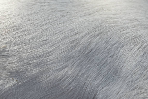 White hair of the dog Soft hair texture of the dog skin animal hair stock pictures, royalty-free photos & images
