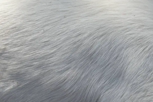 Soft hair texture of the dog skin