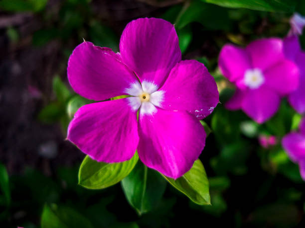 istock Purple Flower 5 Pedal 1193235961