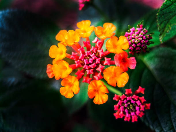 istock Yellow and Red Mini Flowers 1193235964