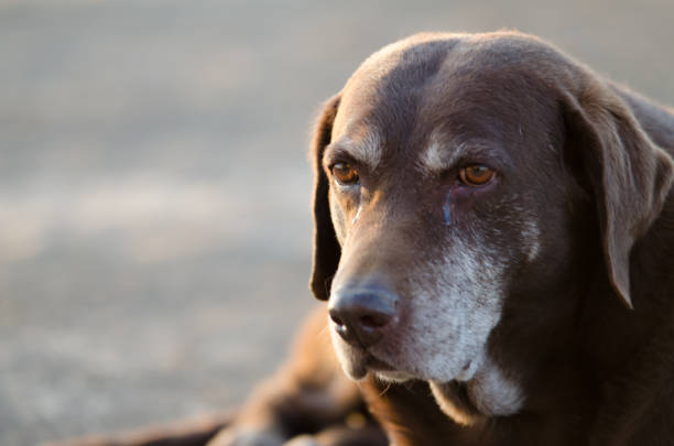 istock Chocolate labrador retriever dog laying down old 1193237148