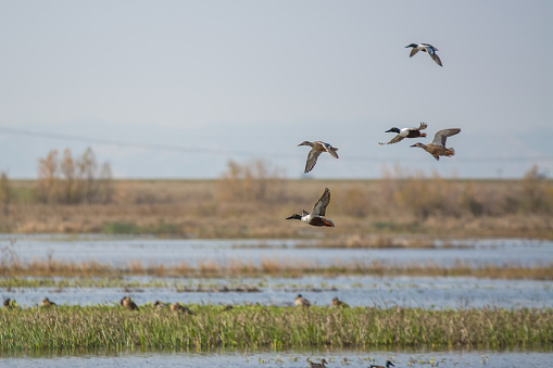 Northern shoveler ducks flying over wetlands