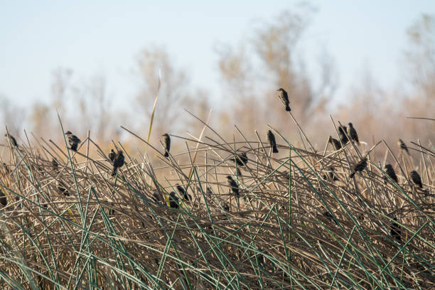 istock Blackbirds perched on cattail reeds in wetlands 1193237204