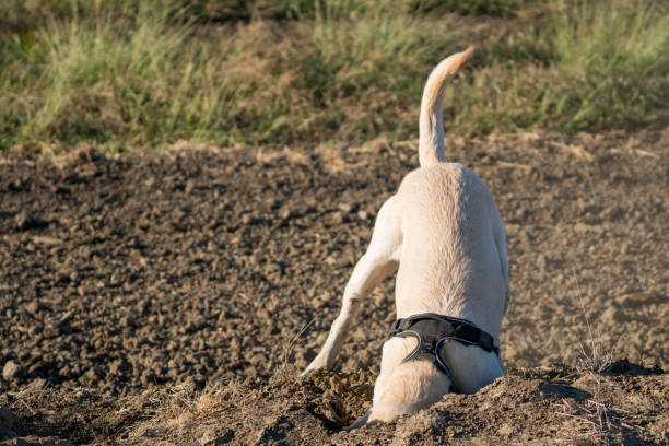 istock yellow Labrador retriever dog playing in dirt digging 1193237251