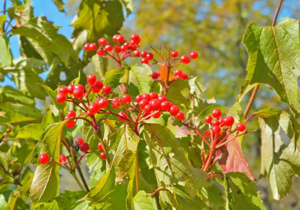 A close up of the berries of arrow-wood.