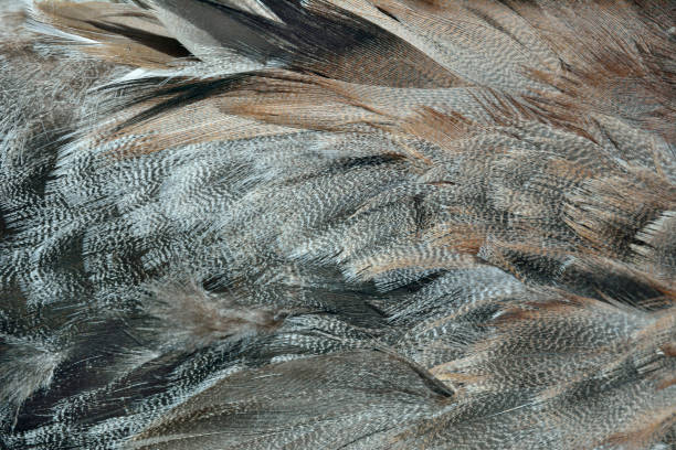 istock Feathers of duck 5 1193237446