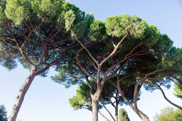 istock Trees in park and empty blue sky, Rome, Italy 1193238346