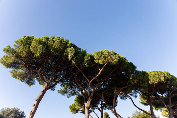 istock Trees in park and empty blue sky, Rome, Italy 1193238365