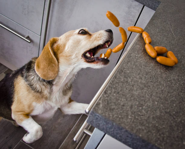 A naughty Beagle, a dog, steals sausages stock photo