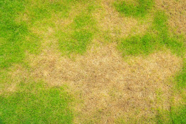 悪い状態の芝生と維持する必要があります - lawn mottled grass dead plant ストックフォトと画像