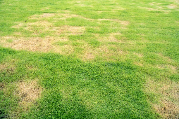 悪い状態の芝生と維持する必要があります - lawn mottled grass dead plant ストックフォトと画像