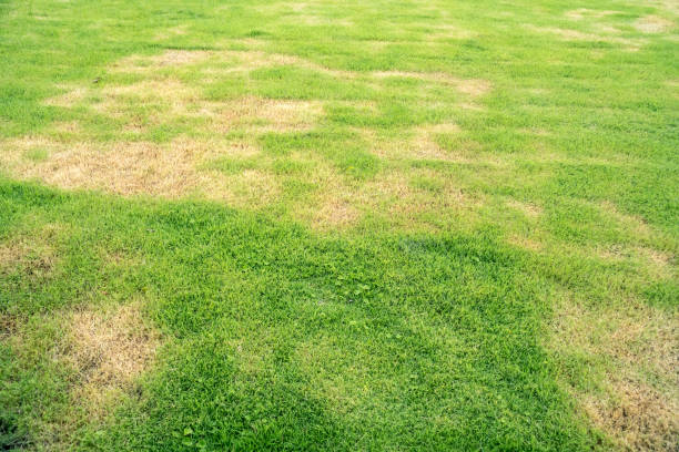 lawn in bad condition and need maintaining Pests and disease cause amount of damage to green lawns, lawn in bad condition and need maintaining soil fungus stock pictures, royalty-free photos & images