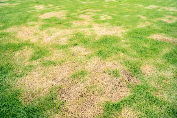 istock lawn in bad condition and need maintaining 1193239426