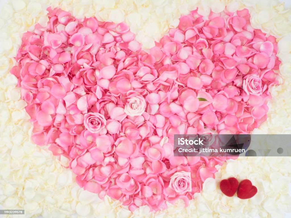 Due Cuori Rossi Su Petalo Rosa Rosa Come Simbolo A Forma Di Cuore  Circondato Da Petali Di Rosa Bianca Sfondo Di San Valentino - Fotografie  stock e altre immagini di Abbigliamento - iStock