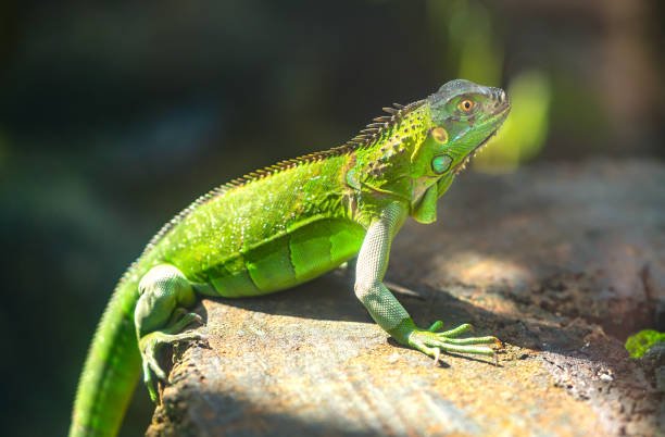 istock The lizard rests in the natural world looking to the future so cute when watching them 1193242756