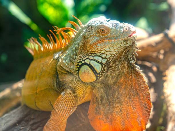 istock Giant iguana portrait is resting. 1193242893
