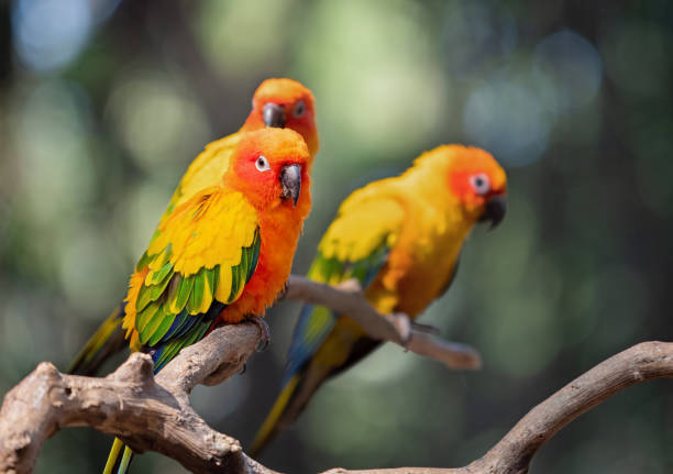 Closeup Sun Conure Parrot Perched on Branch Isolated on Background