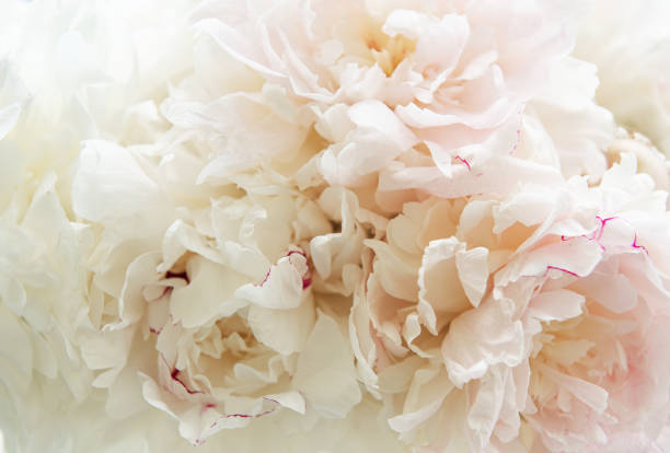 istock Peony flowers as a background 1193244201