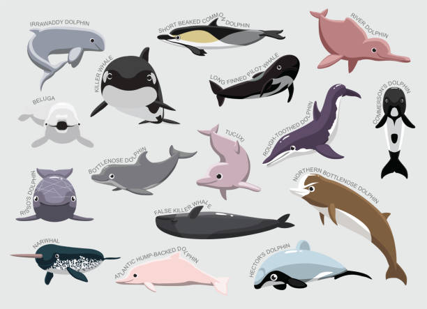 illustrazioni stock, clip art, cartoni animati e icone di tendenza di dolphin set vari tipi identificare cartoon vector - happy dolphin