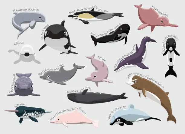 Vector illustration of Dolphin Set Various Kind Identify Cartoon Vector