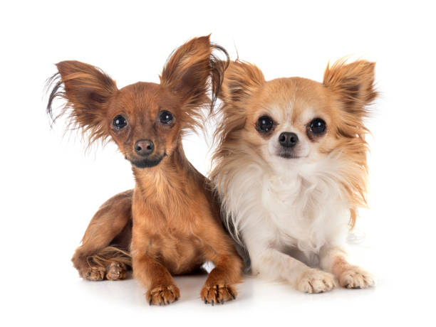 Russkiy Toy and Chihuahua Russkiy Toy and chihuahua in front of white background russkiy toy stock pictures, royalty-free photos & images