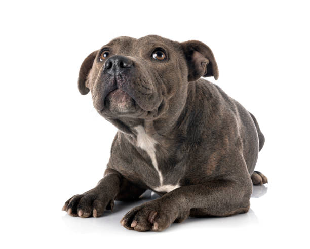 istock staffordshire bull terrier 1193246545