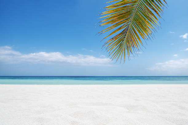 istock Tropical paradise beach with white sand and palm leaves 1193248503
