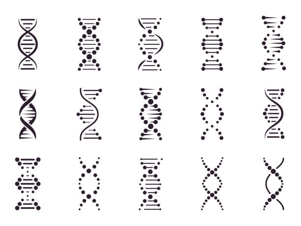 dnaモデル要素。化学スパイラル染色体構造コンセプト、遺伝子微生物学、分子らせん構造、医科学dna要素単離ベクターアイコンセット。デオキシリボ核酸ストライプ - deoxyribonucleic点のイラスト素材／クリップアート素材／マンガ素材／アイコン素材