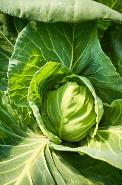istock Close up picture of organic cabbage. 1193251228